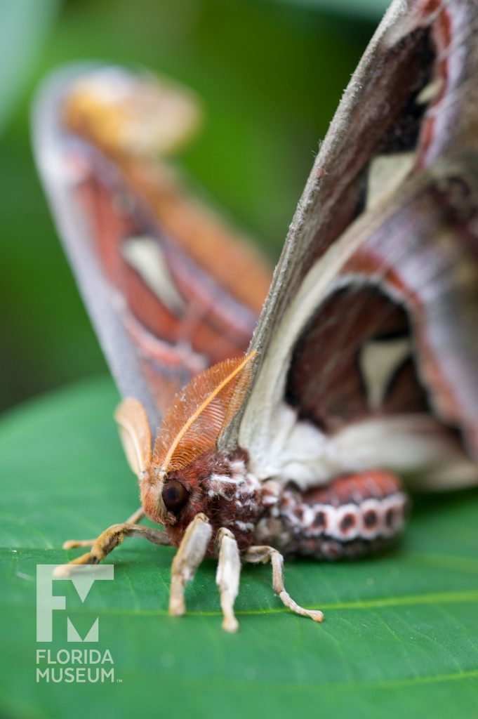 Atlas moth (Attacus atlas).