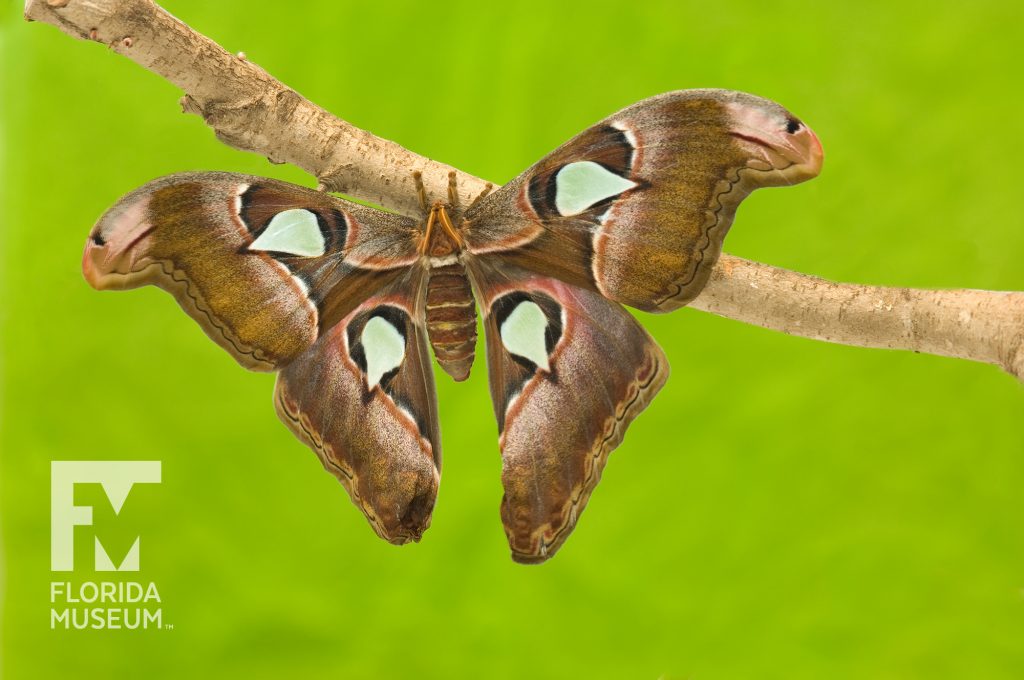 Atlas moth (Attacus atlas).