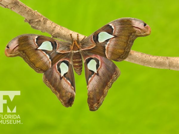 Atlas moth (Attacus atlas).