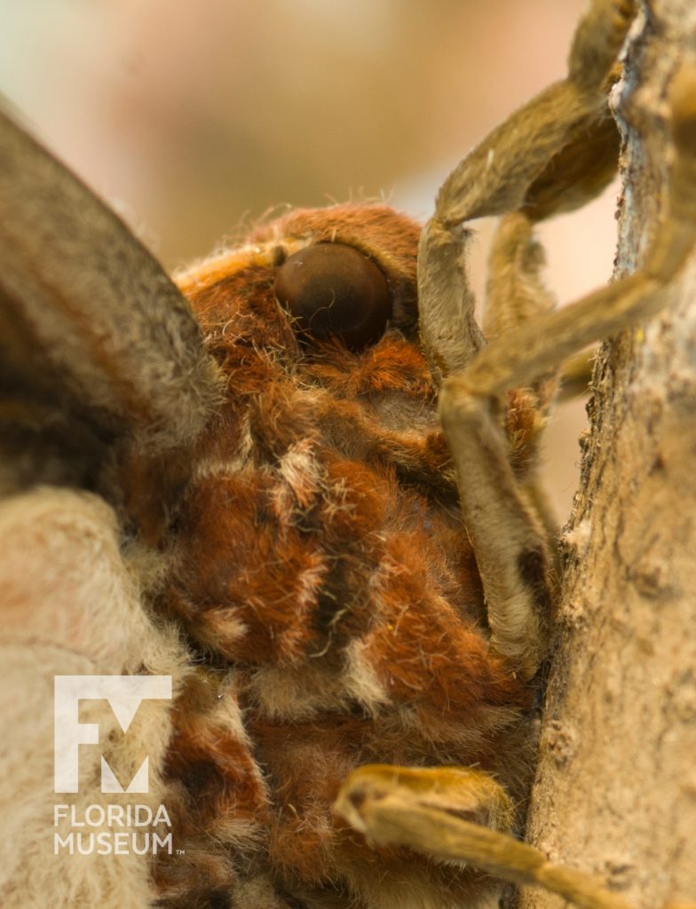 Atlas moth (Attacus atlas).