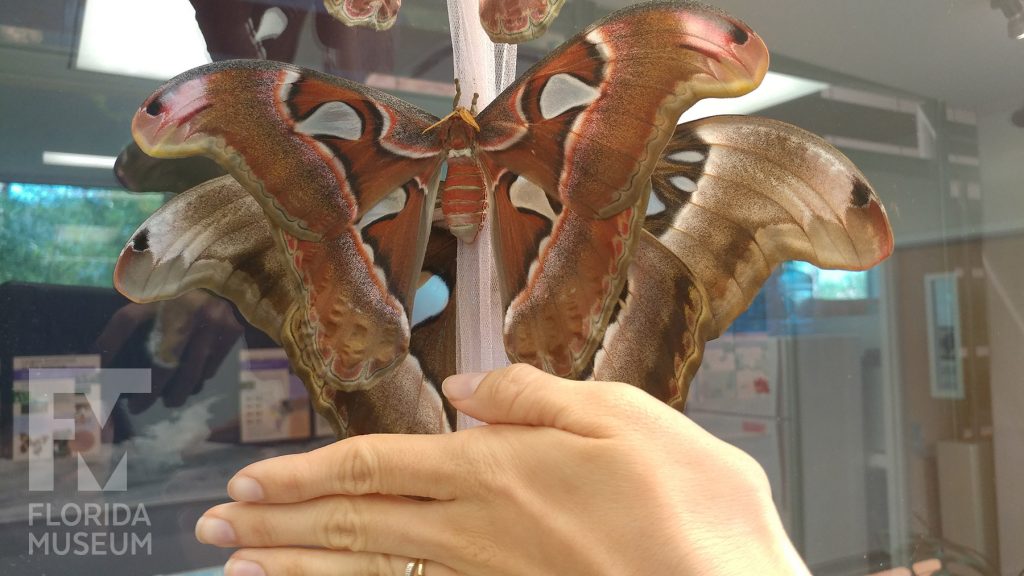 Atlas moths