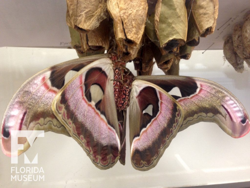 Mating atlas moths