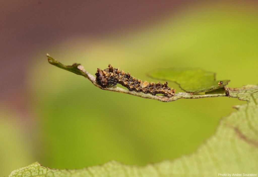 small brown caterpillar.