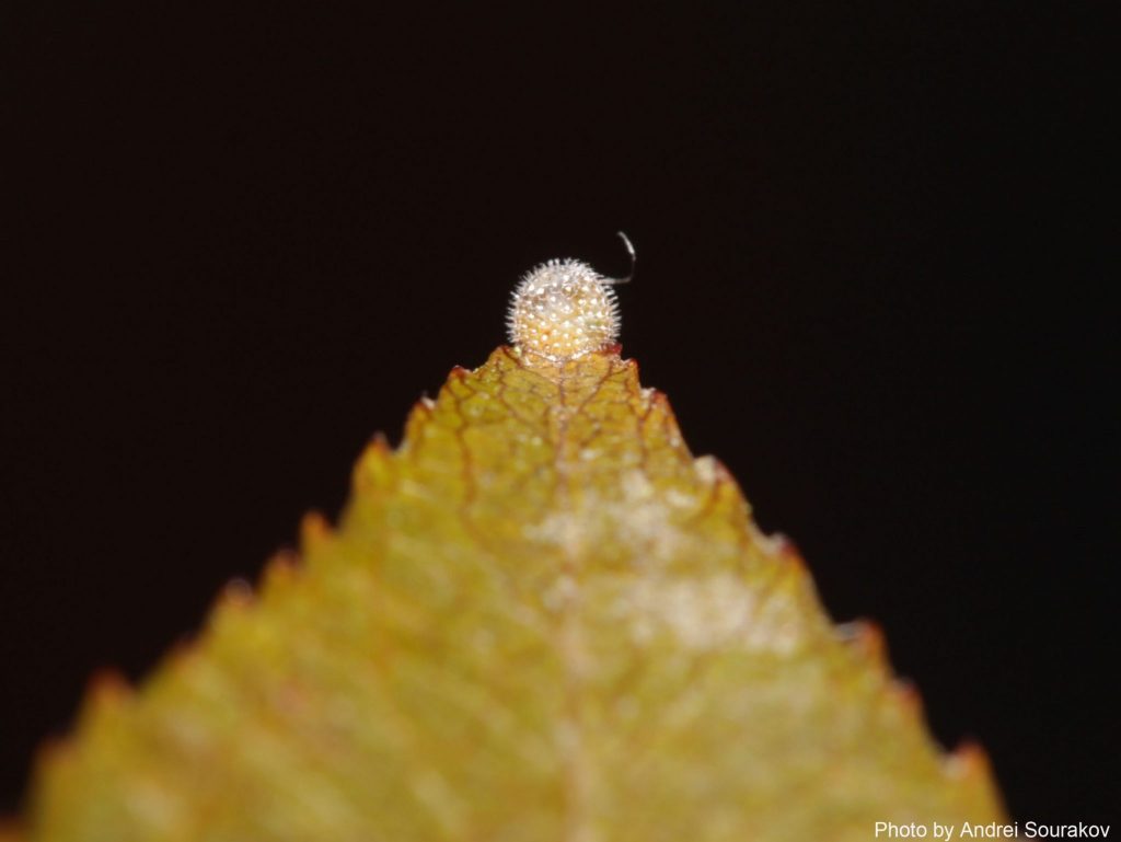 tiny butterfly egg on leaf tip