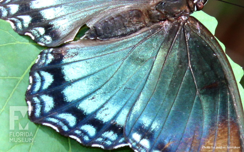 blue and brown wing close