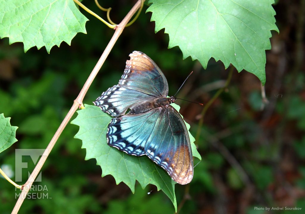 blue and brown wings from top