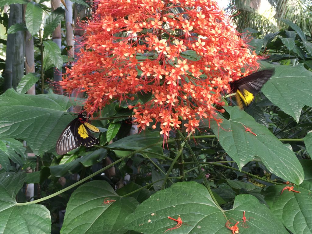 Birdwing on Pagoda flower