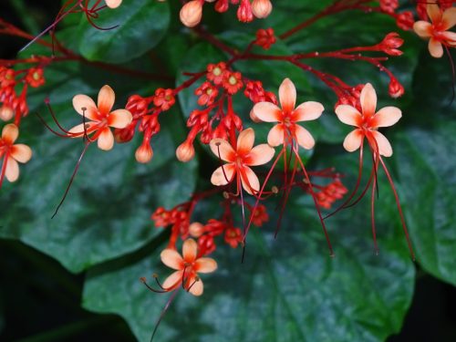 Pagoda flower closeup