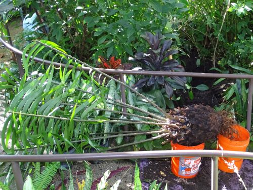 Ceratozamia on Bucket