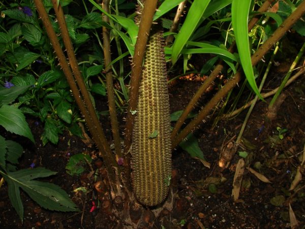 Ceratozamia, thorns