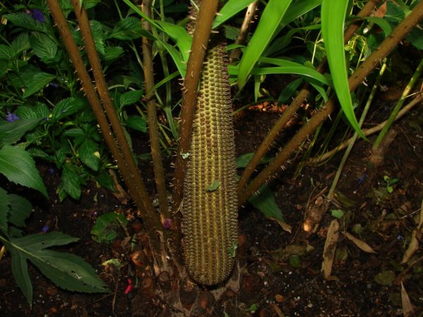 Ceratozamia, thorns