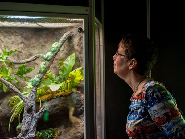 woman looking at live frogs in a glass exhibit case