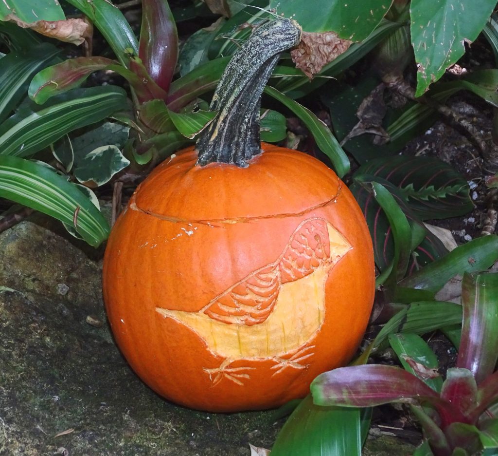 Halloween Pumpkin, Finch