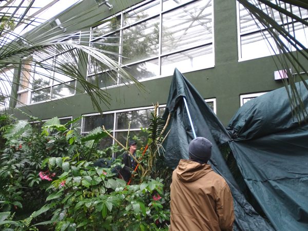 covering Rainforest plants