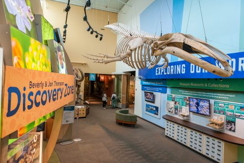 whale skeleton in gallery