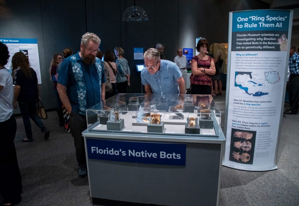 people looking at display with many bat specimens. A sign on the display reads Florida's Native Bats