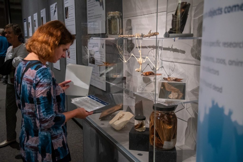 person reading display cards with information about the various items, and bat specimens on display