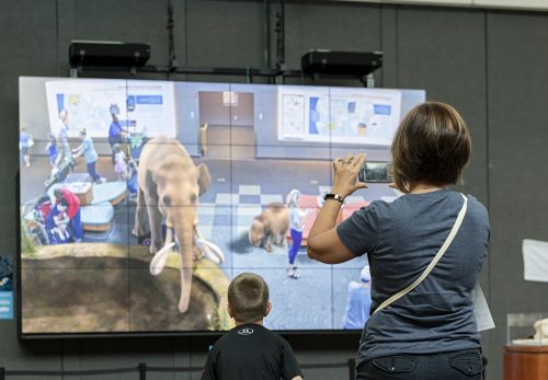 The augmented reality screen allows guests to ‘pet’ a mammoth and her calf, as well as a saber-tooth cat . ©Florida Museum photo by Kristen Grace