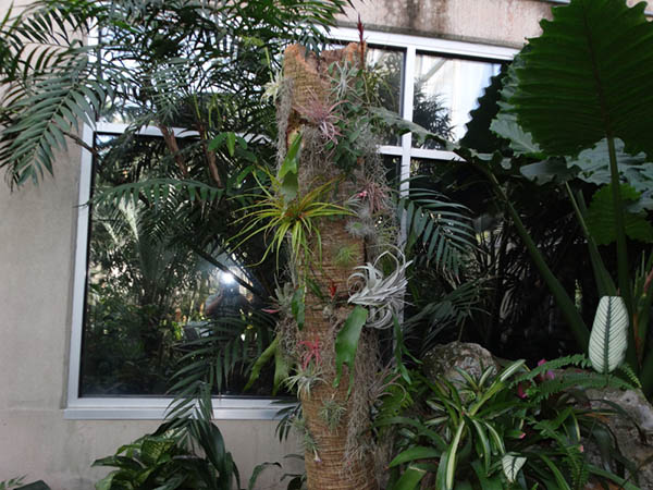 upright log covered in plants