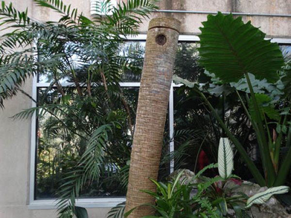 upright log without plants