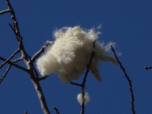 fluffy white bloom in tree