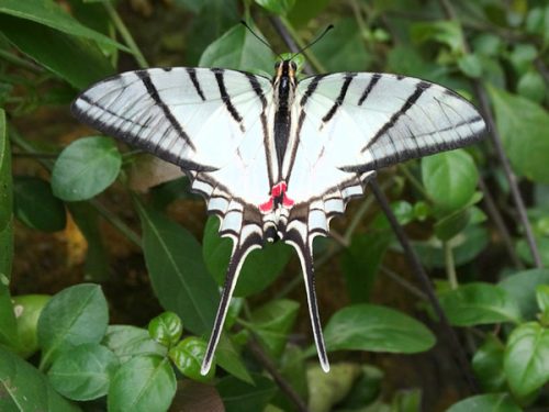 white butterfly with black stripes