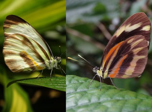 two pictures of small brown and white striped butterflies