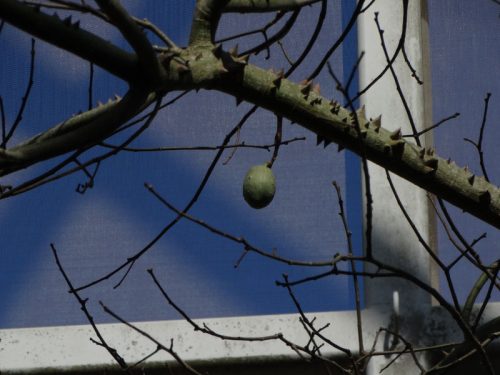 small green fruit in bare tree