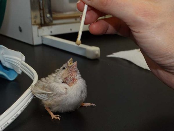 baby finch being fed