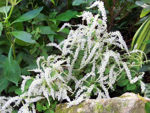 white flower fronts on foliage and rocks