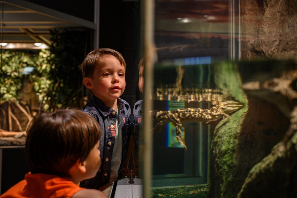young visitors look at live animals on display in the CROCS exhibit