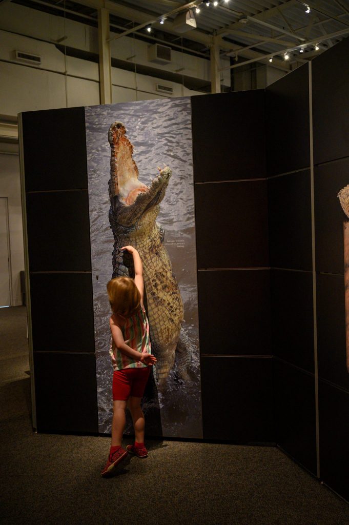 child stands next a photo of a crocodile and measured their height in comparison