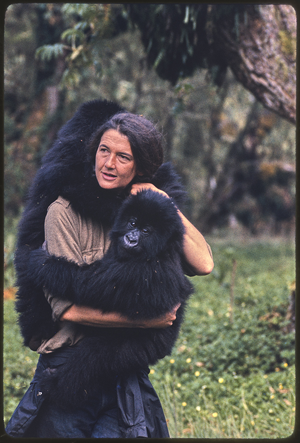 Dian fossey museum image