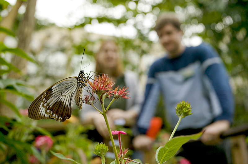 people looking at butterfly