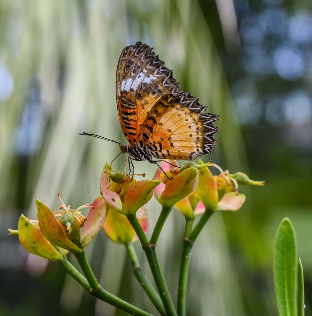 elaborately patterned orange and black butterfly feeding on a flower