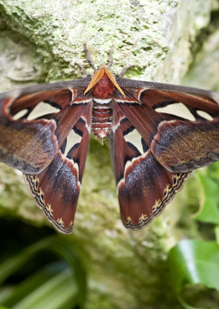 large brown moth with elaborate markings on a rock