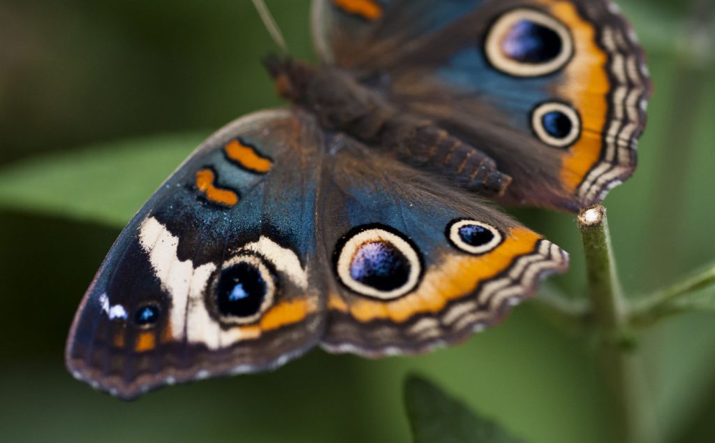 orange and blue butterfly with numerous eyespots on its wings