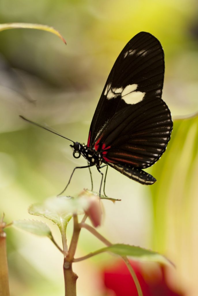 small black butterfly closeup on a pale leaf