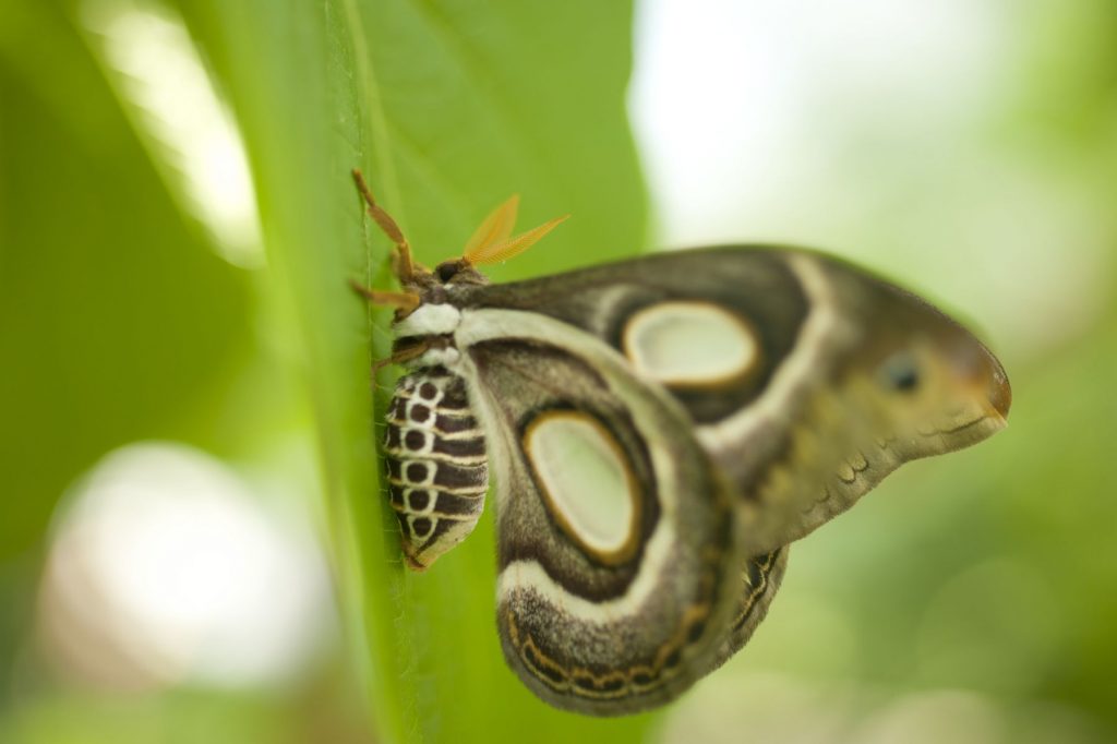 large brown moth with white eyespots and swirling marks