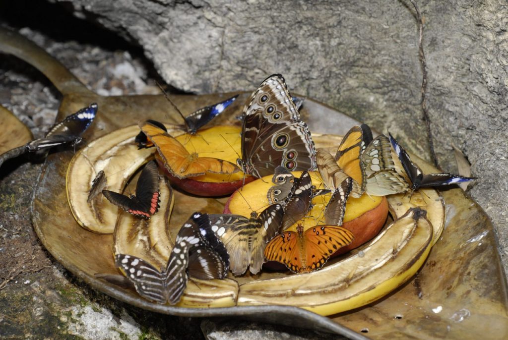 many butterflies feeding on a platter of fruit