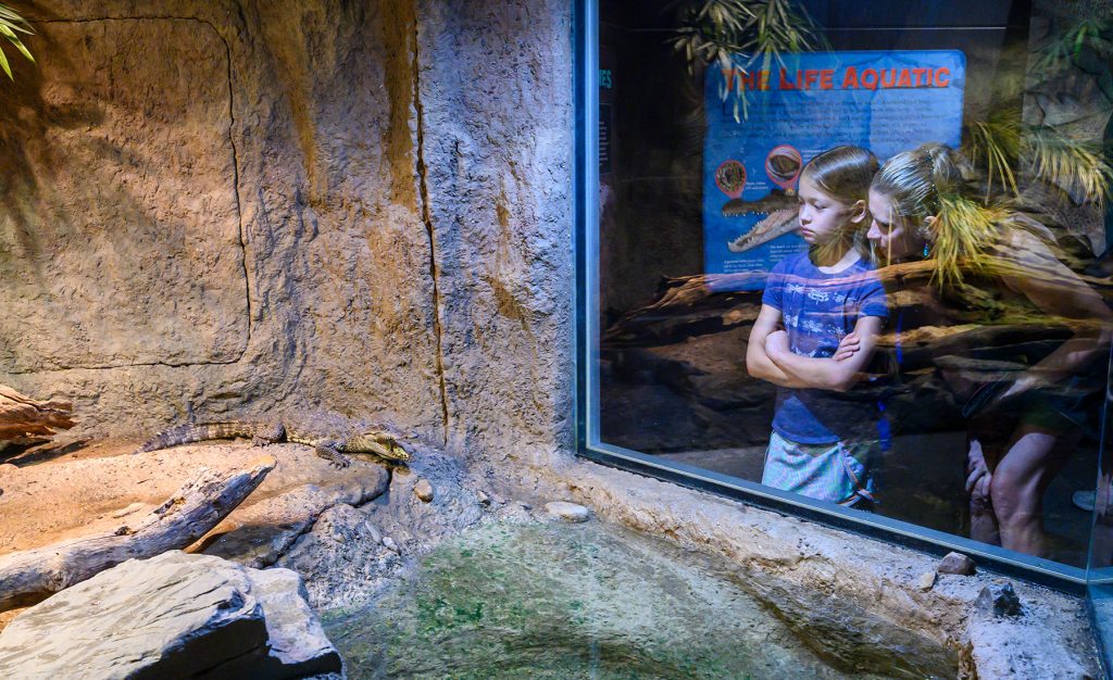 young girl looking through a display window at a live animal in the crocs exhibit