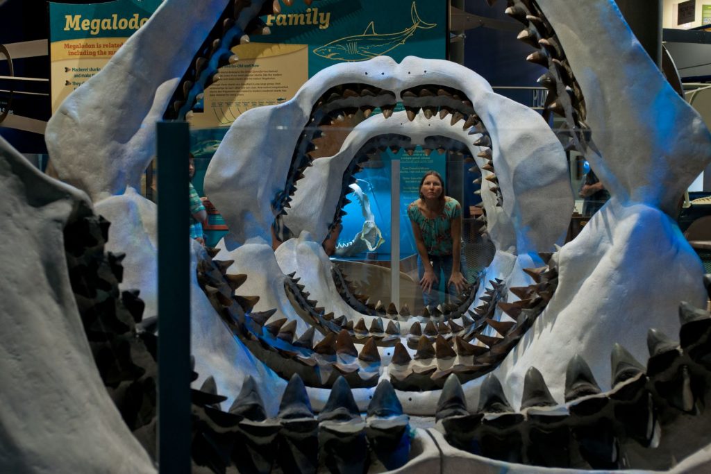 a woman looks through several shark jaws lined up in a tunnel formation