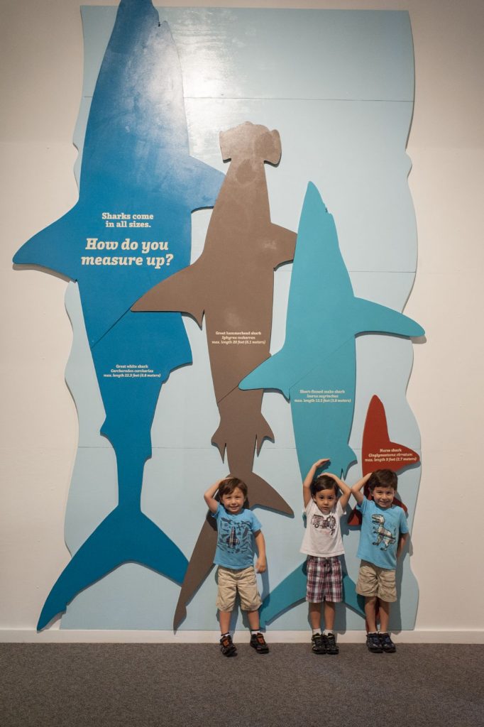 three kids standing in front of a life-size display of shark lengths