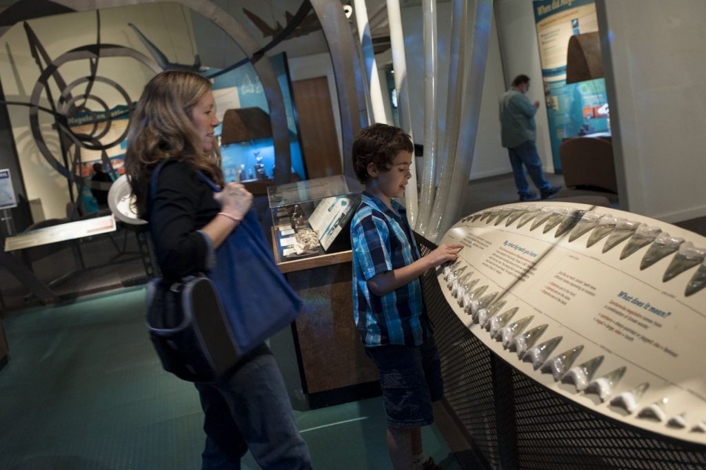 child and adult looking at panel displaying large shark teeth