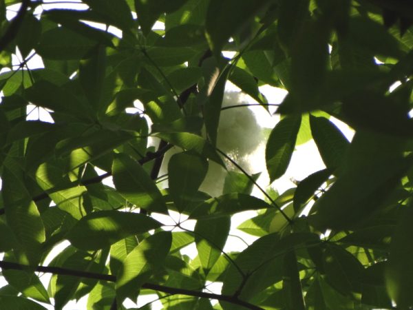 heavy leaf foliage with a small amount of cotton like flower showing through