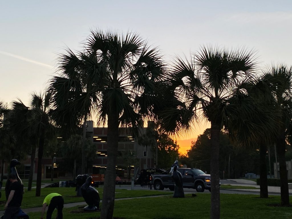 sunrise behind several pal trees