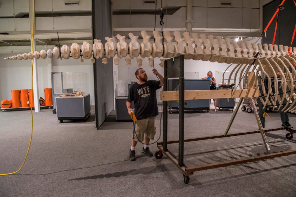 man works on backbone of whale