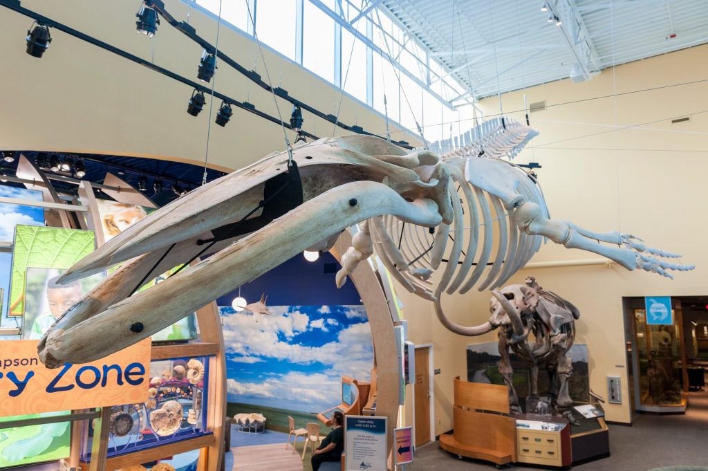 Humpback Whale Skeleton hangs at the entrance of the Florida Museum of Natural History's Discovery Zone exhibit