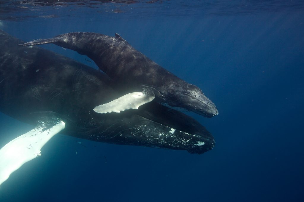Small whale calf swims above its mother.