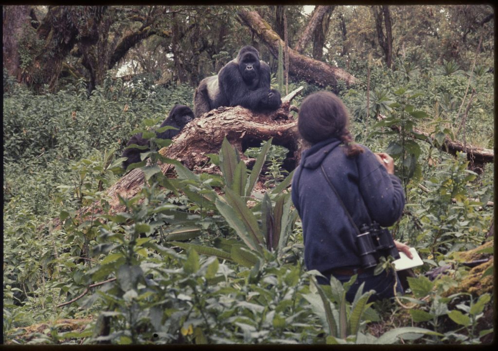 woman with binoculars watches gorilla while gorilla watches her.